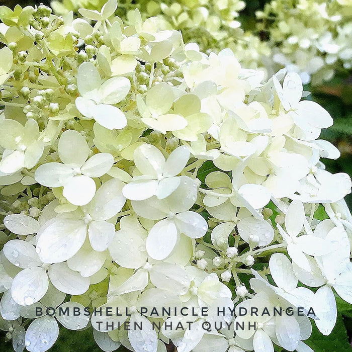 Bomshell Tree Buy Hydrangea paniculata 'Bombshell' Hydrangea — Mr Maple │ Buy ...