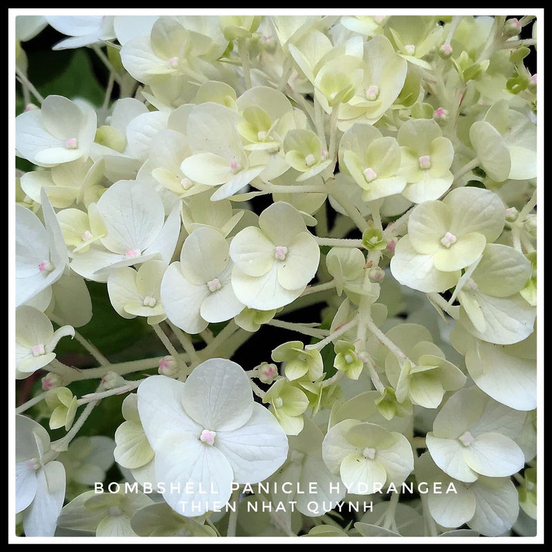 - Hydrangea paniculata 'Bombshell' White Panicle Hydrangea - Mr Maple │ Buy Japanese Maple Trees