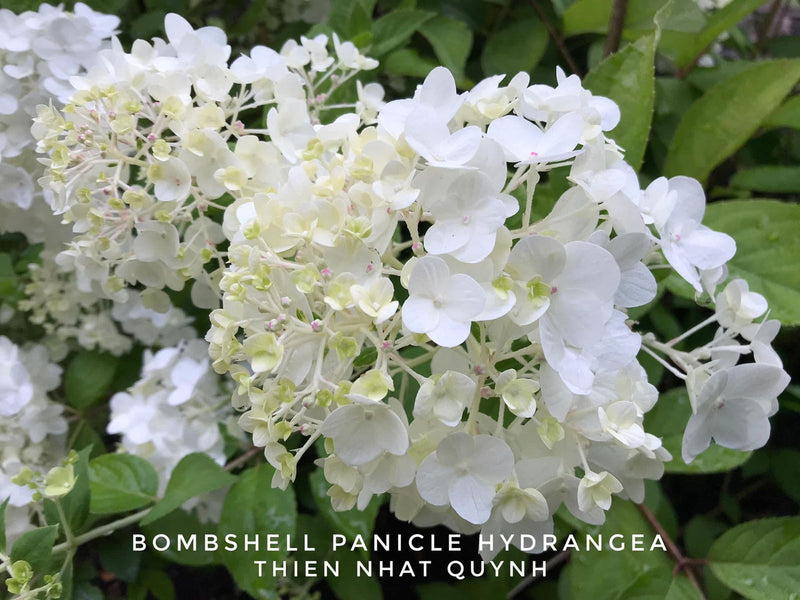 - Hydrangea paniculata 'Bombshell' White Panicle Hydrangea - Mr Maple │ Buy Japanese Maple Trees