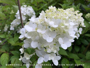 - Hydrangea paniculata 'Bombshell' White Panicle Hydrangea - Mr Maple │ Buy Japanese Maple Trees