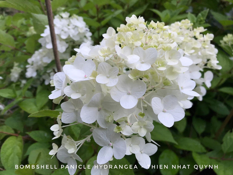 - Hydrangea paniculata 'Bombshell' White Panicle Hydrangea - Mr Maple │ Buy Japanese Maple Trees