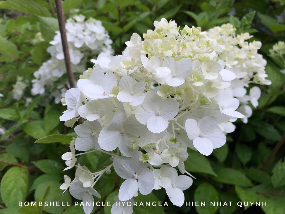 Bomshell Tree Buy Hydrangea paniculata 'Bombshell' Hydrangea — Mr Maple │ Buy ...