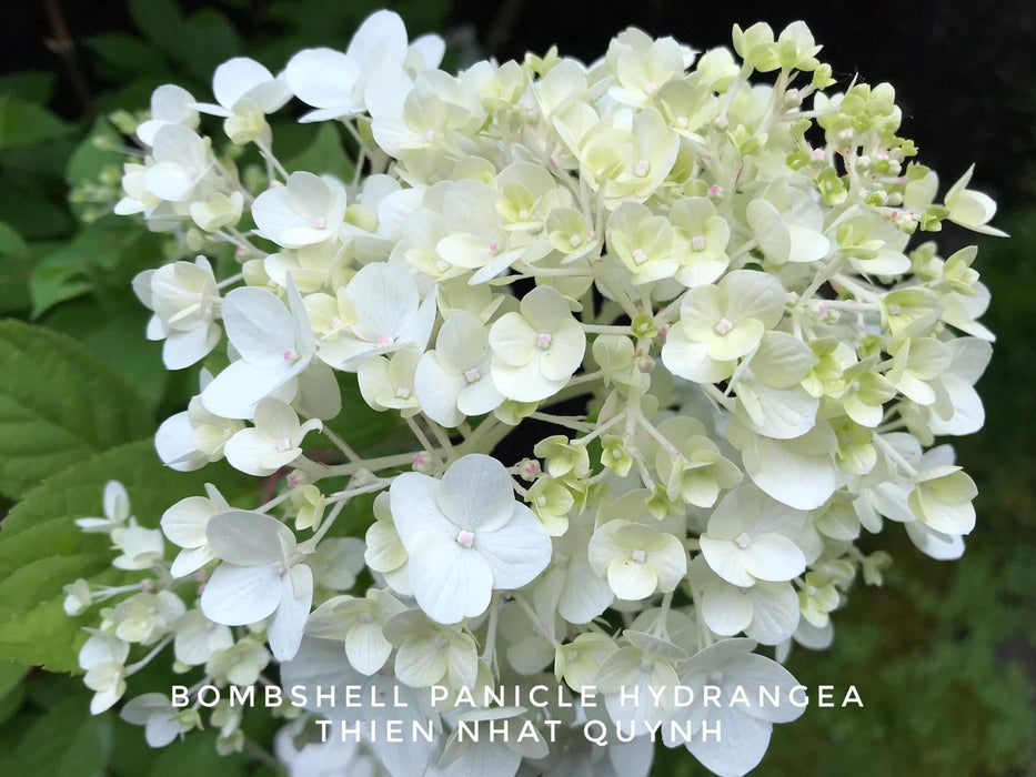 Bomshell Tree Buy Hydrangea paniculata 'Bombshell' Hydrangea — Mr Maple │ Buy ...