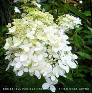 - Hydrangea paniculata 'Bombshell' White Panicle Hydrangea - Mr Maple │ Buy Japanese Maple Trees