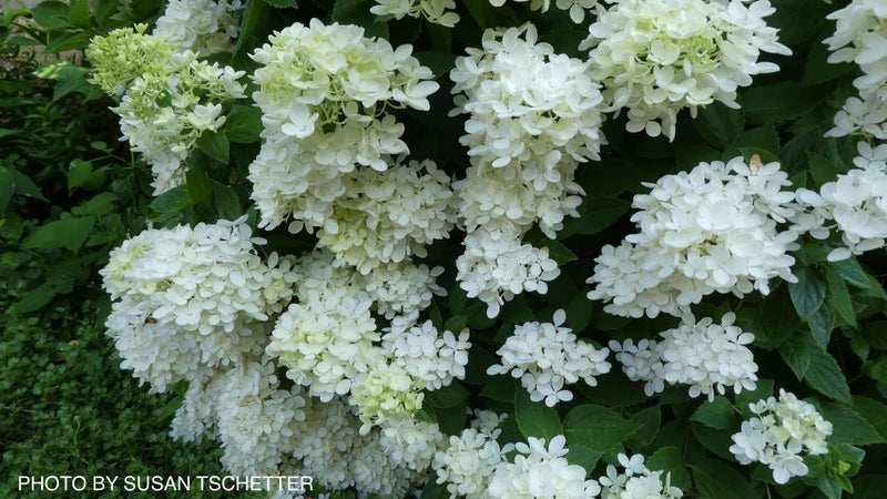 - Hydrangea paniculata 'Bombshell' White Panicle Hydrangea - Mr Maple │ Buy Japanese Maple Trees