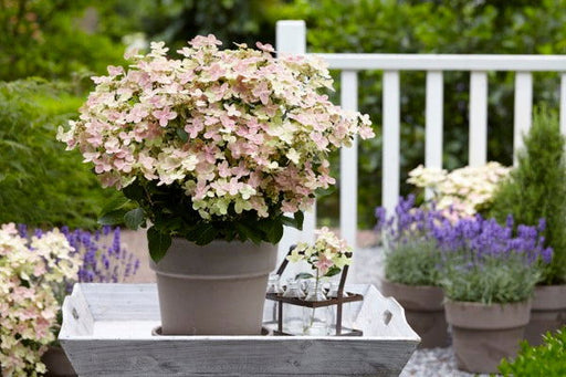 '- Hydrangea paniculata 'Early Evolution' Dwarf Panicle Hydrangea - Mr Maple │ Buy Japanese Maple Trees