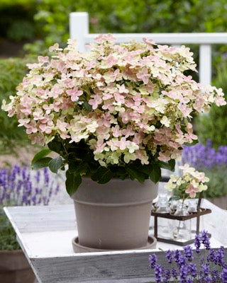 '- Hydrangea paniculata 'Early Evolution' Dwarf Panicle Hydrangea - Mr Maple │ Buy Japanese Maple Trees