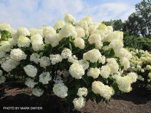 - Hydrangea paniculata 'Phantom' White Panicle Hydrangea - Mr Maple │ Buy Japanese Maple Trees