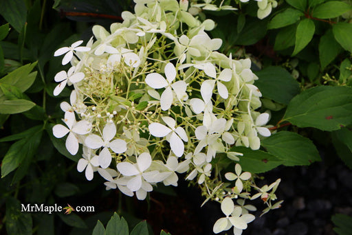 - Hydrangea paniculata 'Phantom' White Panicle Hydrangea - Mr Maple │ Buy Japanese Maple Trees