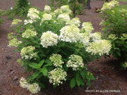 - Hydrangea paniculata 'Phantom' White Panicle Hydrangea - Mr Maple │ Buy Japanese Maple Trees
