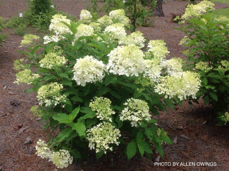- Hydrangea paniculata 'Phantom' White Panicle Hydrangea - Mr Maple │ Buy Japanese Maple Trees