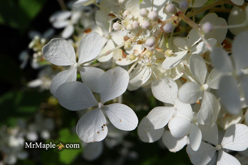 - Hydrangea paniculata 'Phantom' White Panicle Hydrangea - Mr Maple │ Buy Japanese Maple Trees