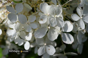 - Hydrangea paniculata 'Phantom' White Panicle Hydrangea - Mr Maple │ Buy Japanese Maple Trees