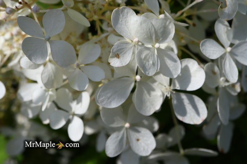 - Hydrangea paniculata 'Phantom' White Panicle Hydrangea - Mr Maple │ Buy Japanese Maple Trees