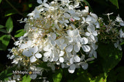 - Hydrangea paniculata 'Phantom' White Panicle Hydrangea - Mr Maple │ Buy Japanese Maple Trees
