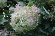 - Hydrangea paniculata 'Phantom' White Panicle Hydrangea - Mr Maple │ Buy Japanese Maple Trees