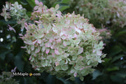 - Hydrangea paniculata 'Phantom' White Panicle Hydrangea - Mr Maple │ Buy Japanese Maple Trees