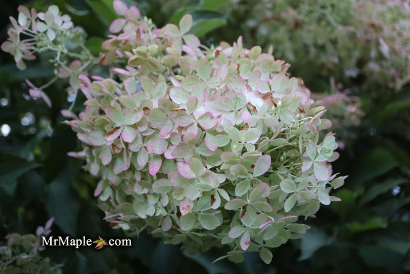 - Hydrangea paniculata 'Phantom' White Panicle Hydrangea - Mr Maple │ Buy Japanese Maple Trees