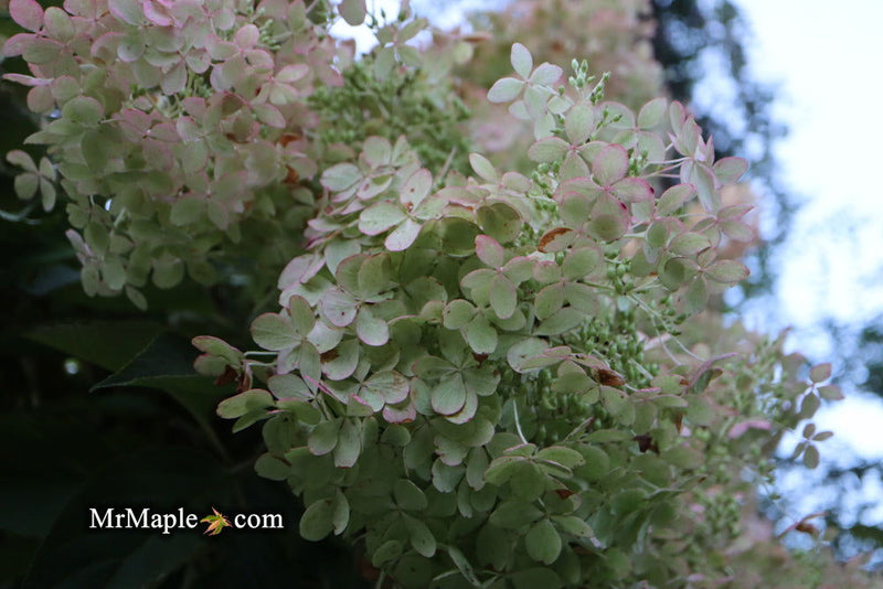 - Hydrangea paniculata 'Phantom' White Panicle Hydrangea - Mr Maple │ Buy Japanese Maple Trees