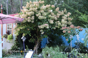 - Hydrangea paniculata 'Phantom' White Panicle Hydrangea - Mr Maple │ Buy Japanese Maple Trees