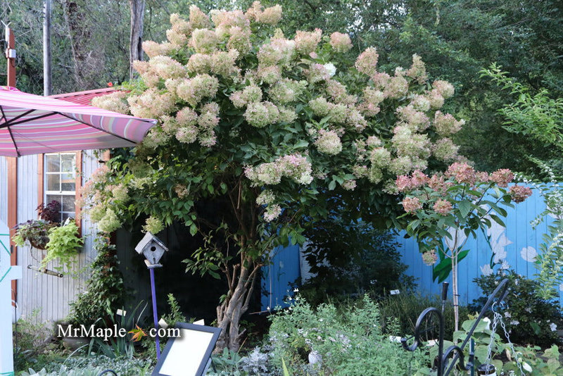 - Hydrangea paniculata 'Phantom' White Panicle Hydrangea - Mr Maple │ Buy Japanese Maple Trees