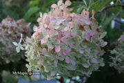 - Hydrangea paniculata 'Phantom' White Panicle Hydrangea - Mr Maple │ Buy Japanese Maple Trees