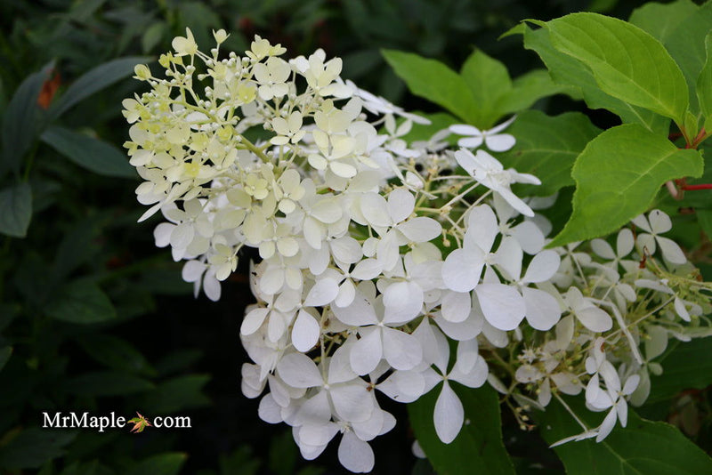 - Hydrangea paniculata 'Phantom' White Panicle Hydrangea - Mr Maple │ Buy Japanese Maple Trees