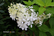 - Hydrangea paniculata 'Phantom' White Panicle Hydrangea - Mr Maple │ Buy Japanese Maple Trees