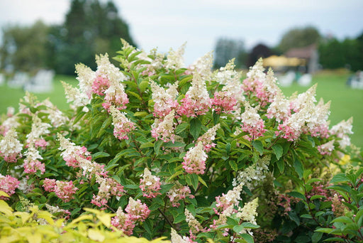 - Hydrangea paniculata 'Pinky Winky®' Pink & White Panicle Hydrangea - Mr Maple │ Buy Japanese Maple Trees