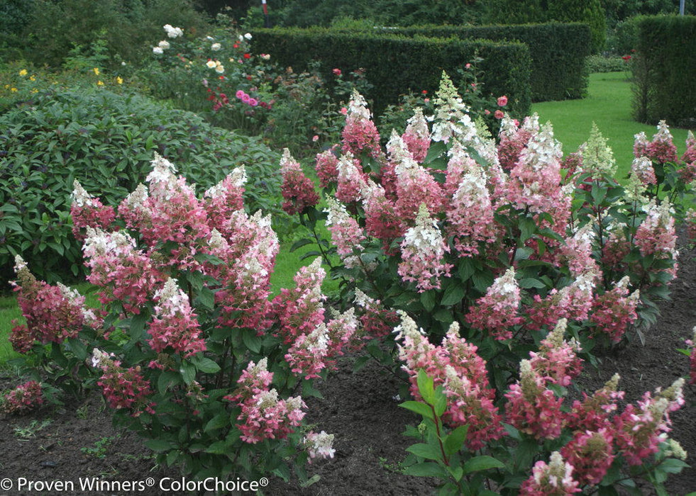 - Hydrangea paniculata 'Pinky Winky®' Pink & White Panicle Hydrangea - Mr Maple │ Buy Japanese Maple Trees