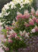 - Hydrangea paniculata 'Pinky Winky®' Pink & White Panicle Hydrangea - Mr Maple │ Buy Japanese Maple Trees