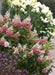 - Hydrangea paniculata 'Pinky Winky®' Pink & White Panicle Hydrangea - Mr Maple │ Buy Japanese Maple Trees