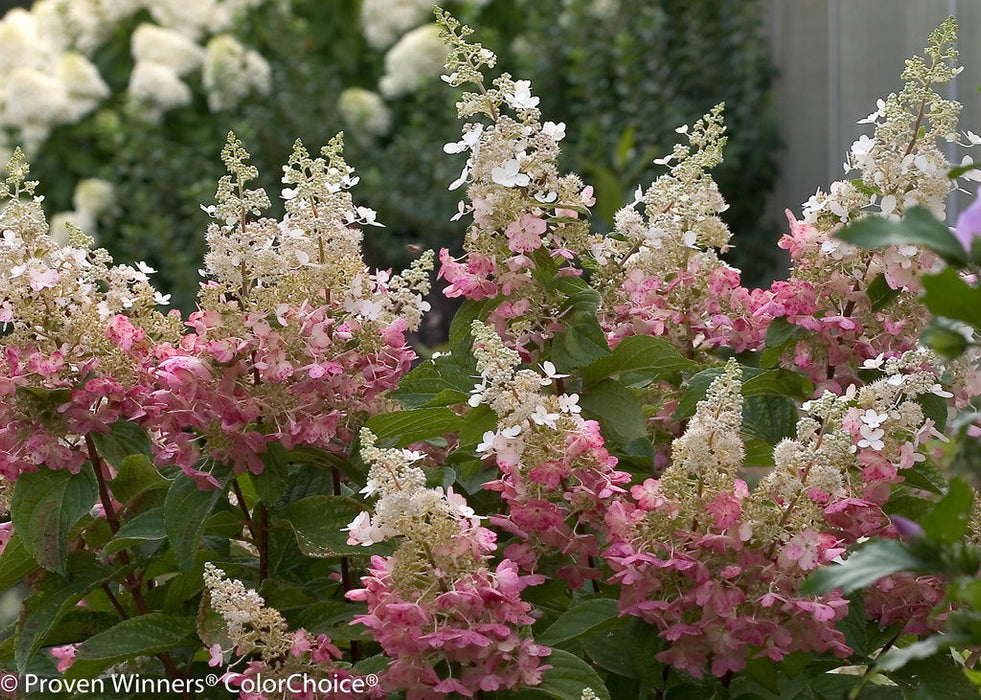 - Hydrangea paniculata 'Pinky Winky®' Pink & White Panicle Hydrangea - Mr Maple │ Buy Japanese Maple Trees