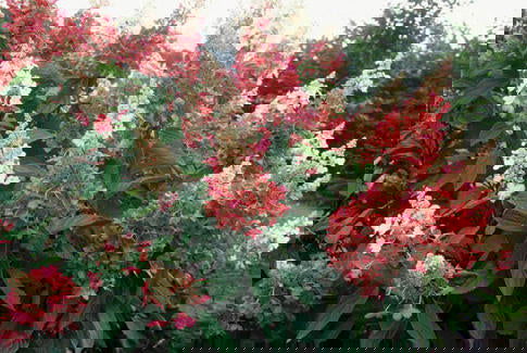 - Hydrangea paniculata 'Pinky Winky®' Pink & White Panicle Hydrangea - Mr Maple │ Buy Japanese Maple Trees