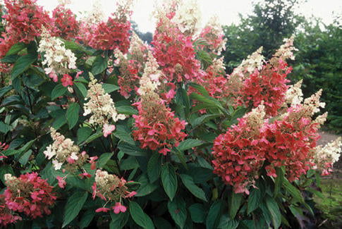 - Hydrangea paniculata 'Pinky Winky®' Pink & White Panicle Hydrangea - Mr Maple │ Buy Japanese Maple Trees