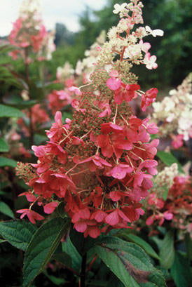 - Hydrangea paniculata 'Pinky Winky®' Pink & White Panicle Hydrangea - Mr Maple │ Buy Japanese Maple Trees