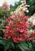 - Hydrangea paniculata 'Pinky Winky®' Pink & White Panicle Hydrangea - Mr Maple │ Buy Japanese Maple Trees