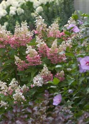 - Hydrangea paniculata 'Pinky Winky®' Pink & White Panicle Hydrangea - Mr Maple │ Buy Japanese Maple Trees