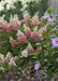 - Hydrangea paniculata 'Pinky Winky®' Pink & White Panicle Hydrangea - Mr Maple │ Buy Japanese Maple Trees