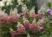 - Hydrangea paniculata 'Pinky Winky®' Pink & White Panicle Hydrangea - Mr Maple │ Buy Japanese Maple Trees