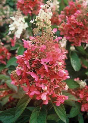 - Hydrangea paniculata 'Pinky Winky®' Pink & White Panicle Hydrangea - Mr Maple │ Buy Japanese Maple Trees