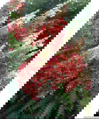 - Hydrangea paniculata 'Pinky Winky®' Pink & White Panicle Hydrangea - Mr Maple │ Buy Japanese Maple Trees