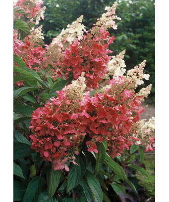 - Hydrangea paniculata 'Pinky Winky®' Pink & White Panicle Hydrangea - Mr Maple │ Buy Japanese Maple Trees