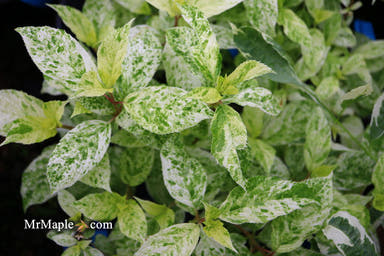 - Hydrangea paniculata 'Yuki gessho' Variegated Hydrangea - Mr Maple │ Buy Japanese Maple Trees