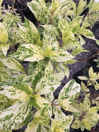 - Hydrangea paniculata 'Yuki gessho' Variegated Hydrangea - Mr Maple │ Buy Japanese Maple Trees