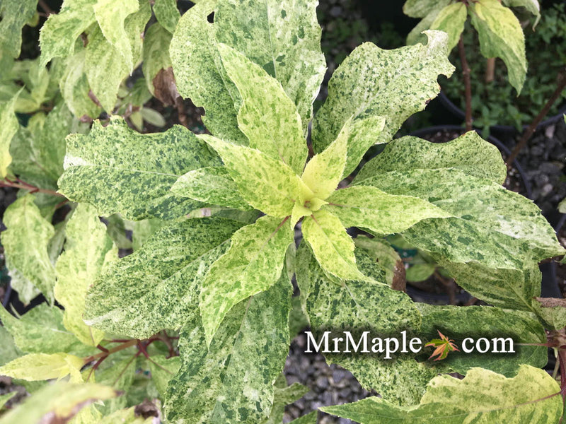 - Hydrangea paniculata 'Yuki gessho' Variegated Hydrangea - Mr Maple │ Buy Japanese Maple Trees
