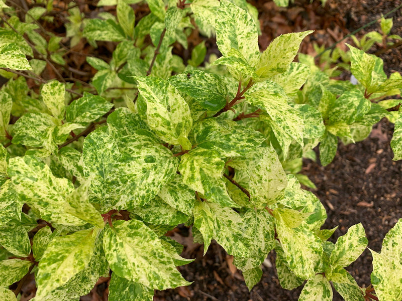 - Hydrangea paniculata 'Yuki gessho' Variegated Hydrangea - Mr Maple │ Buy Japanese Maple Trees