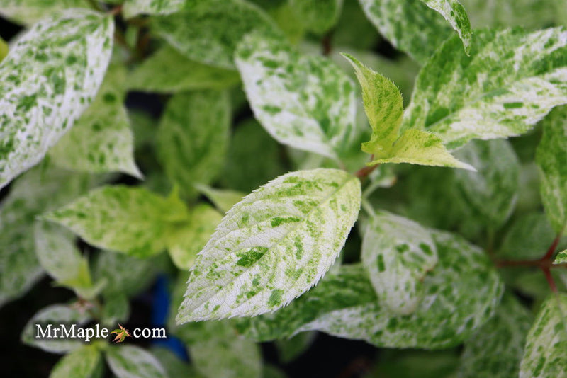 - Hydrangea paniculata 'Yuki gessho' Variegated Hydrangea - Mr Maple │ Buy Japanese Maple Trees