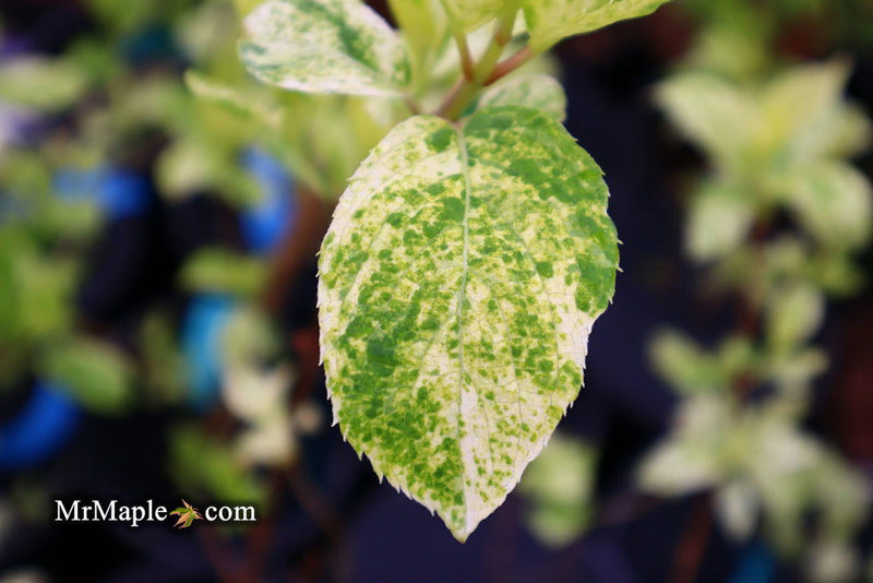 - Hydrangea paniculata 'Yuki gessho' Variegated Hydrangea - Mr Maple │ Buy Japanese Maple Trees