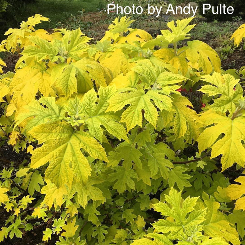 - Hydrangea quercifolia 'Little Honey' Yellow Foliage Oakleaf Hydrangea - Mr Maple │ Buy Japanese Maple Trees